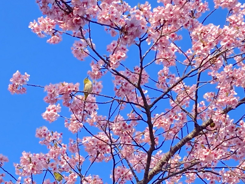 銅賞：メジロのお花見
