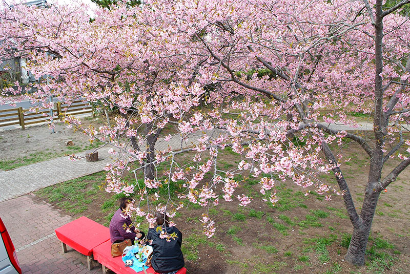 しらこ温泉桜祭り